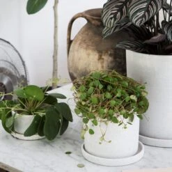 Blumentopf/Teller Polystone Klein Weiß -Home Essentials Günstiges Geschäft 373541 14719