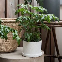 Blumentopf/Teller Polystone Klein Weiß -Home Essentials Günstiges Geschäft 373541 14815