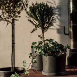 Blumentopf/Teller Polystone Klein Schwarz -Home Essentials Günstiges Geschäft 373916 34162