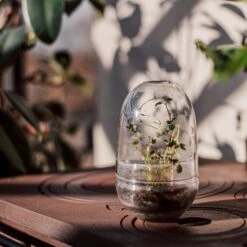 Pflanzenkuppel Glas Klein -Home Essentials Günstiges Geschäft 375457 25202