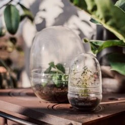 Pflanzenkuppel Glas Klein -Home Essentials Günstiges Geschäft 375457 25203