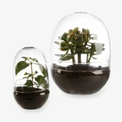 Pflanzenkuppel Glas Groß -Home Essentials Günstiges Geschäft 375458 18566 3 1