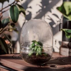 Pflanzenkuppel Glas Groß -Home Essentials Günstiges Geschäft 375458 25204