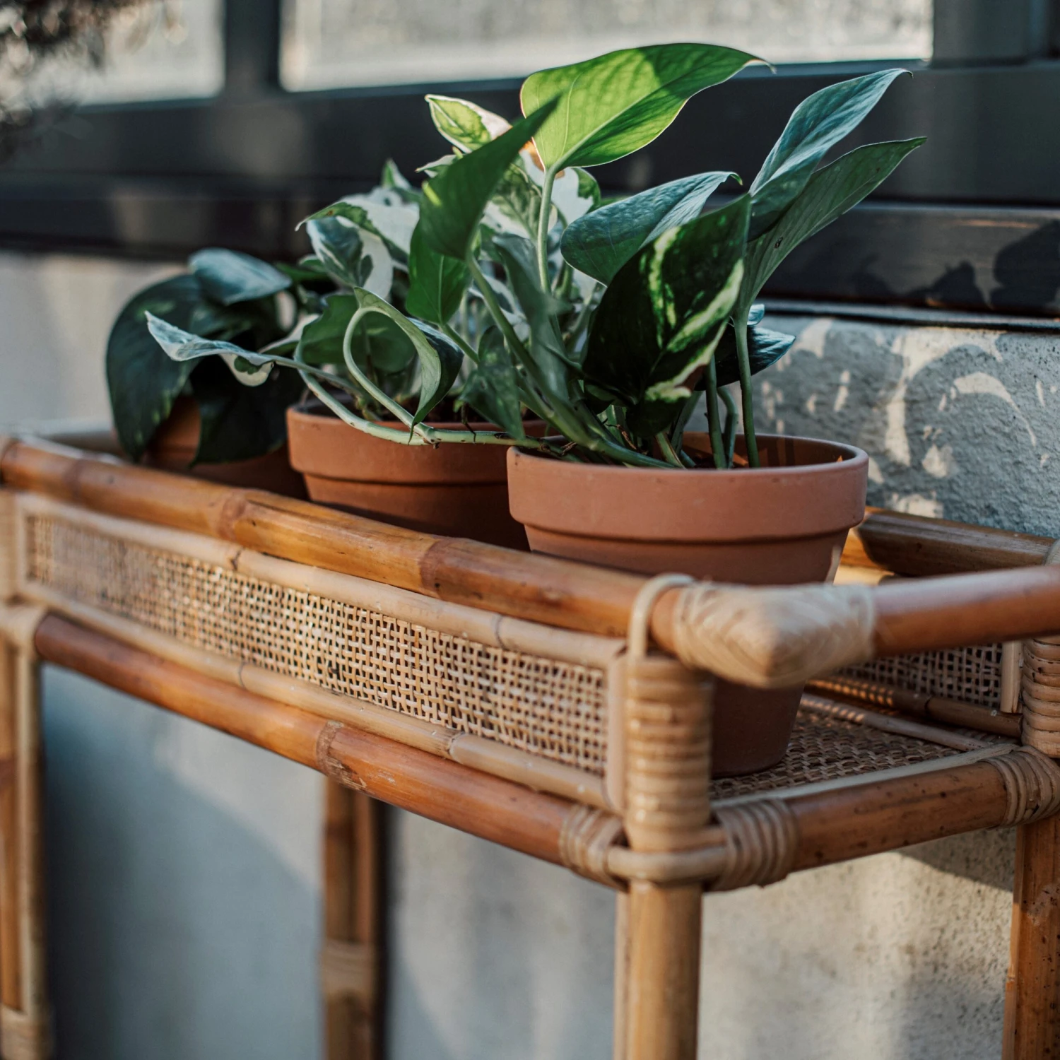 Pflanzenregal Rattan 6 Pflanzenregal Rattan – Bild 6