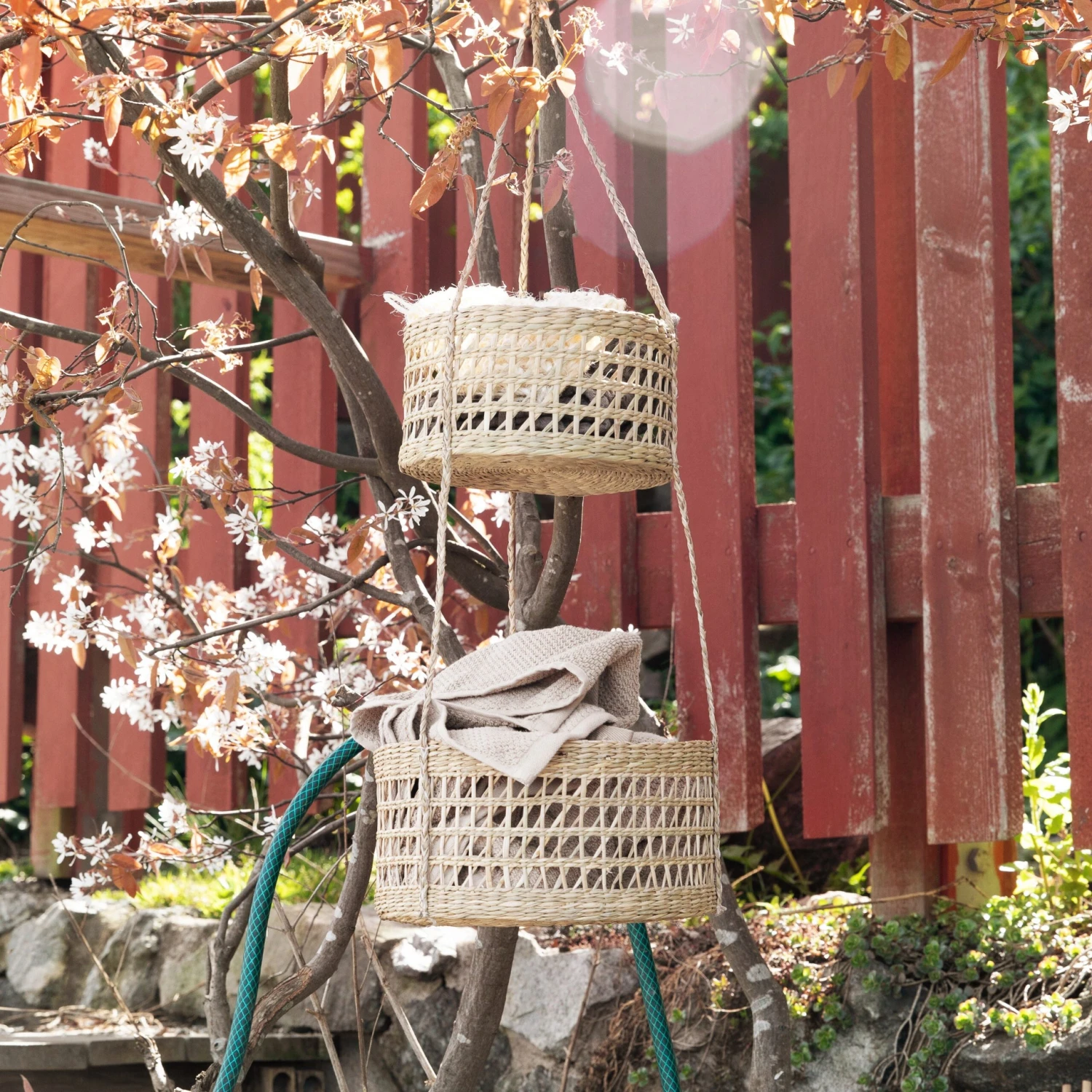 Hanging Basket Seaweed 5 Hanging Basket Seaweed – Bild 5