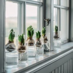 Hyazinthenvase Glatt Klarglas Klein -Home Essentials Günstiges Geschäft 376214 30321