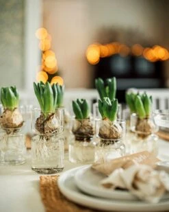 Hyazinthenvase Glatt Klarglas Klein -Home Essentials Günstiges Geschäft 376214 36917