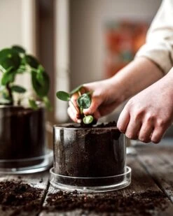 Blumentopf/Untersetzer Glaszylinder Klein -Home Essentials Günstiges Geschäft 376352 38952