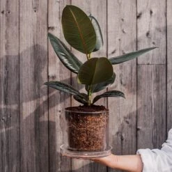 Blumentopf/Untersetzer Glaszylinder Groß -Home Essentials Günstiges Geschäft 376353 25221 1