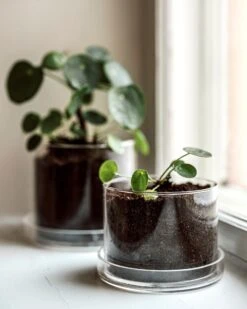 Blumentopf/Untersetzer Glaszylinder Groß -Home Essentials Günstiges Geschäft 376353 38954