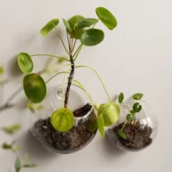 Vase Wand Klein -Home Essentials Günstiges Geschäft 376360 23970