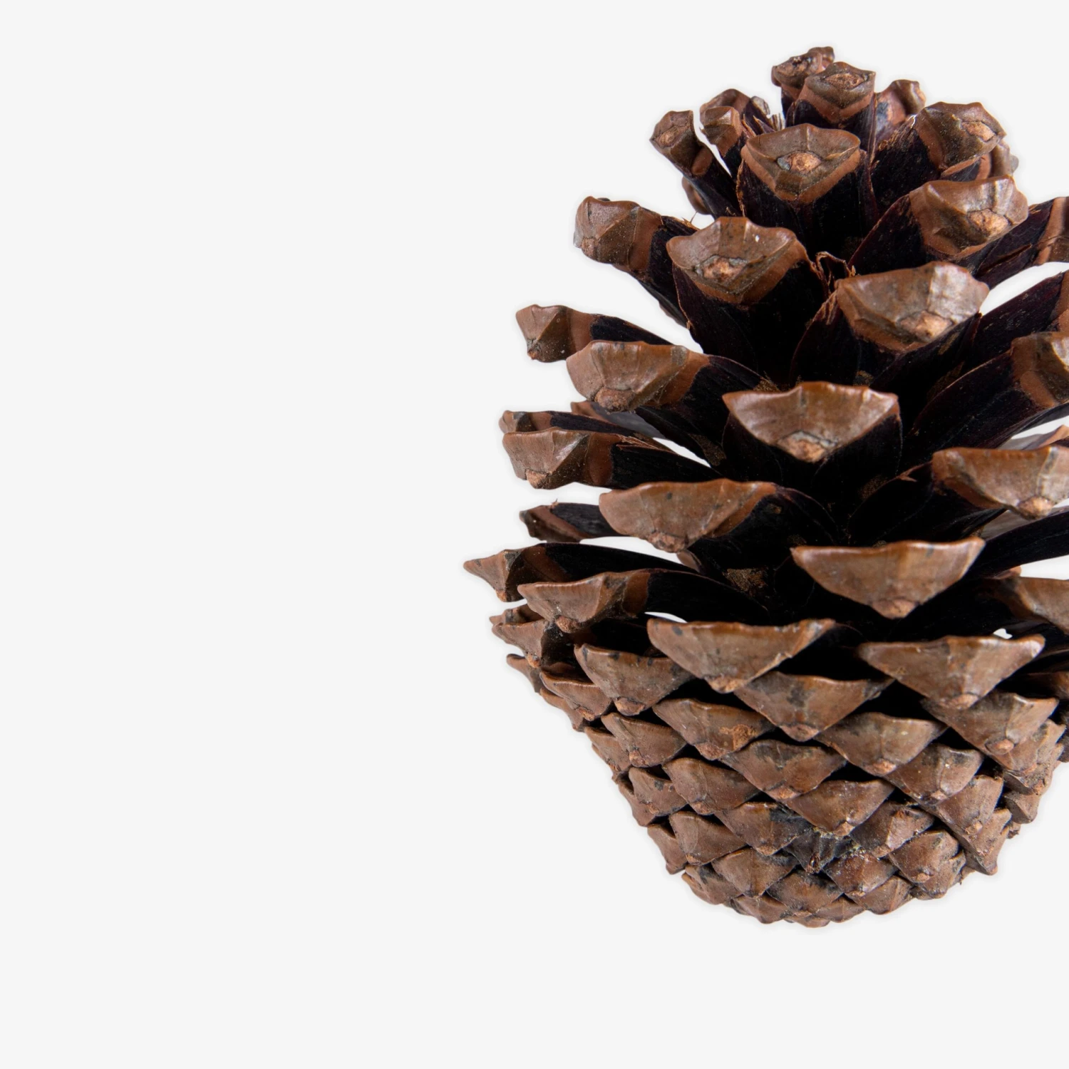 Zapfen Dekoration Groß 2 Zapfen Dekoration Groß – Bild 2