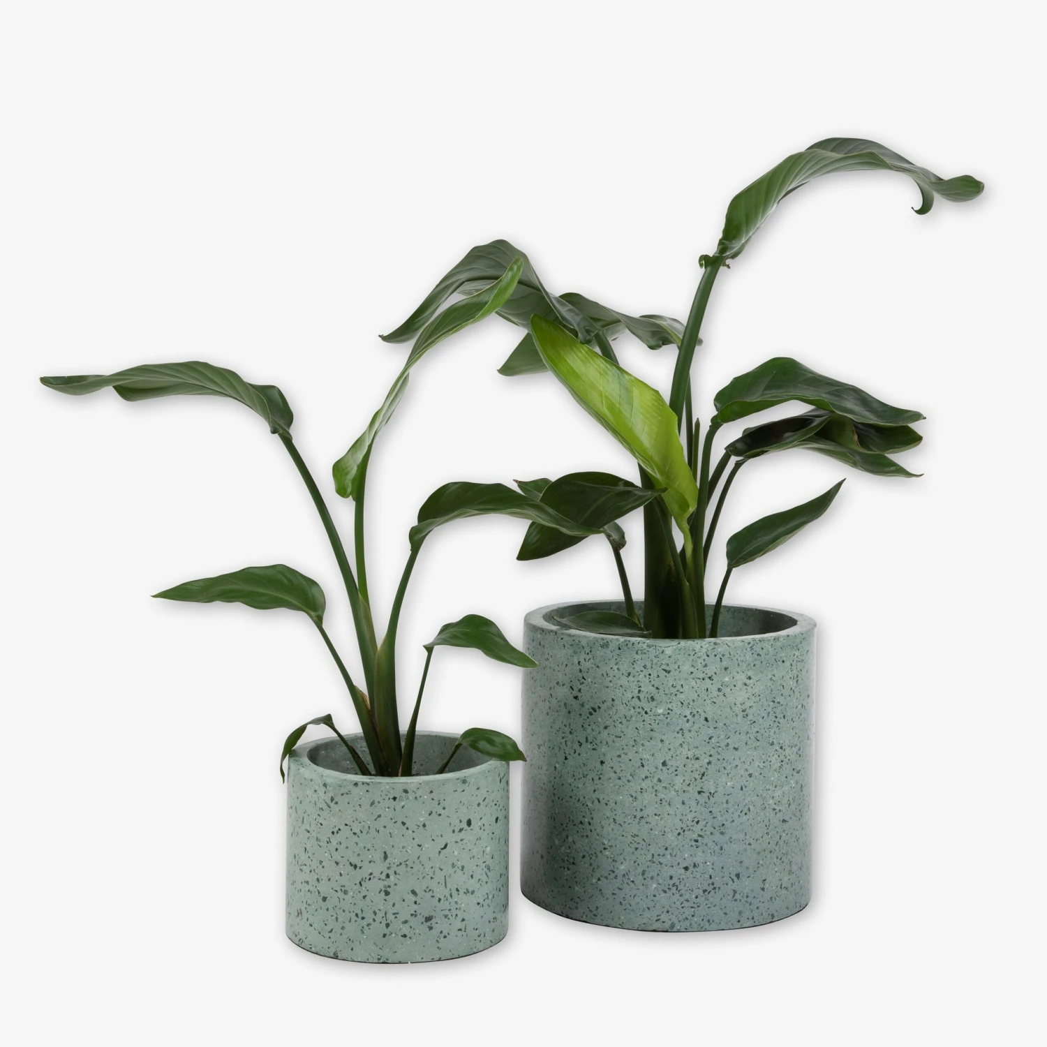 Pot Cement Terrazzo Ø27 Eucalyptus 5 Pot Cement Terrazzo Ø27 Eucalyptus – Bild 5