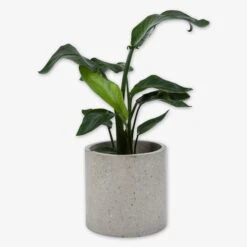 Pot Cement Terrazzo Ø27 Sand -Home Essentials Günstiges Geschäft 401499 31876