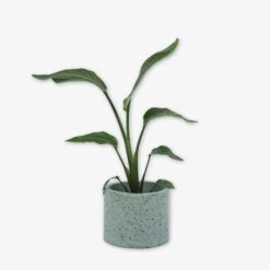 Pot Cement Terrazzo Ø19 Eucalyptus -Home Essentials Günstiges Geschäft 401500 31880