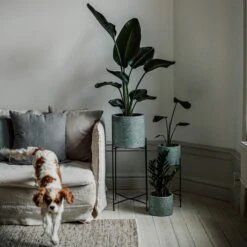 Pot Cement Terrazzo Ø19 Eucalyptus -Home Essentials Günstiges Geschäft 401500 31957