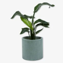 Pot Cement Ø27 Eucalyptus -Home Essentials Günstiges Geschäft 401502 31886