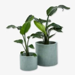 Pot Cement Ø19 Eucalyptus -Home Essentials Günstiges Geschäft 401504 31887