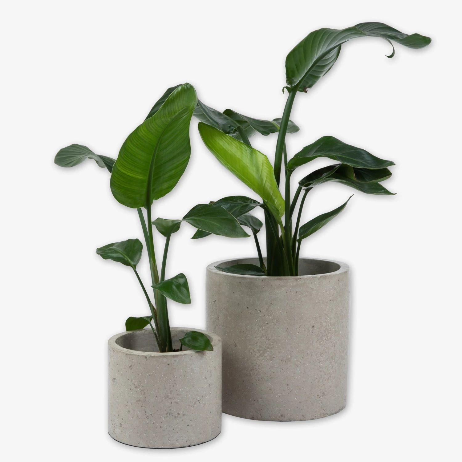 Pot Cement Ø19 Sand 4 Pot Cement Ø19 Sand – Bild 4