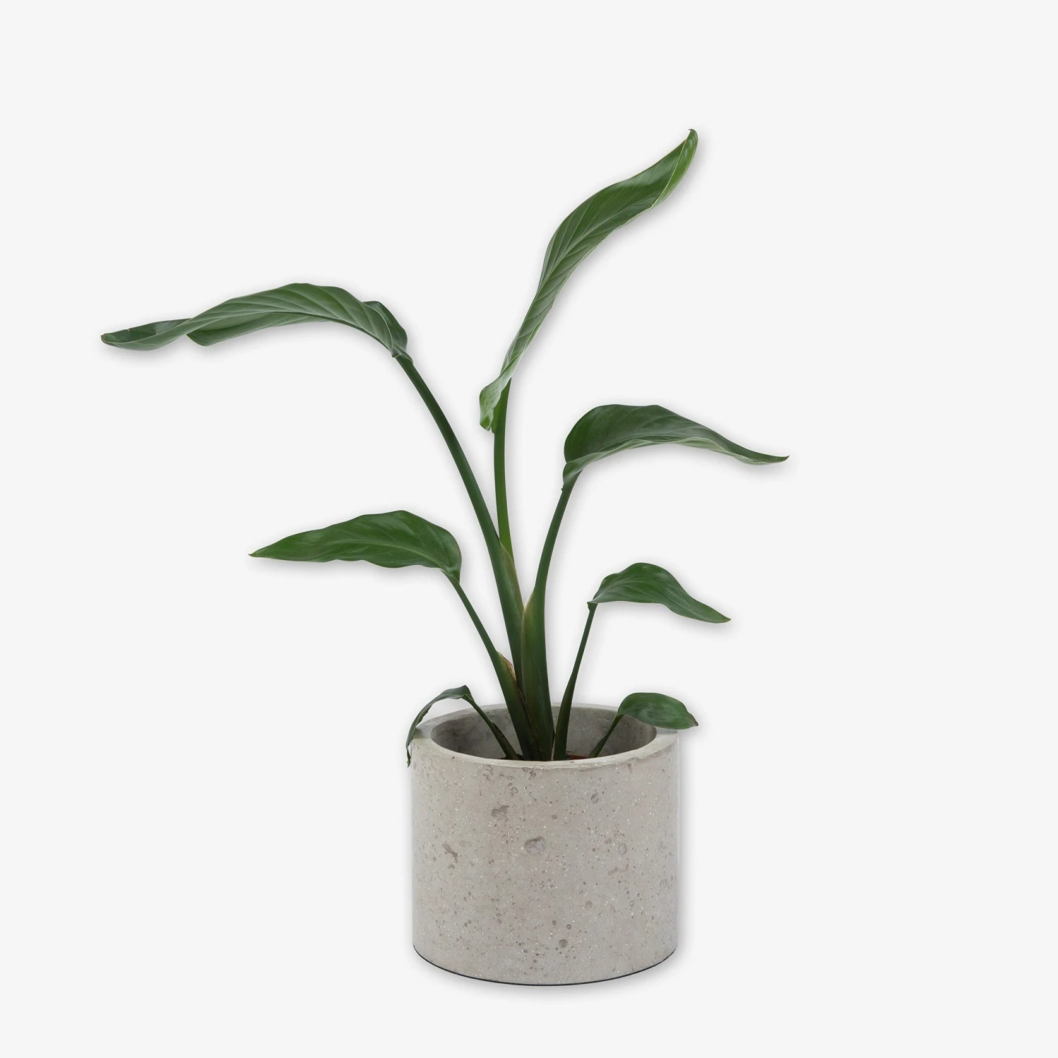 Pot Cement Ø19 Sand 3 Pot Cement Ø19 Sand – Bild 3