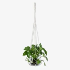 Ampel Glas Groß Natur -Home Essentials Günstiges Geschäft 401531 31910