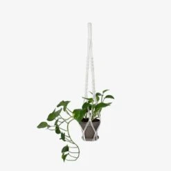 Ampel Einfach Makramee Cremeweiß